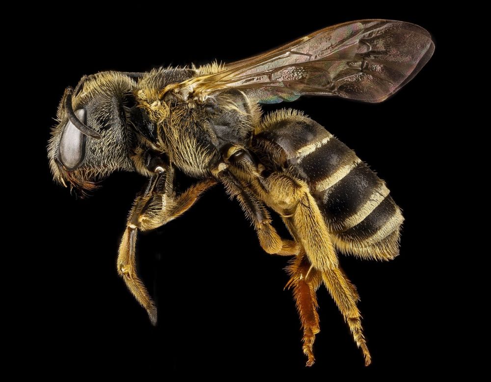 7 Spesies Lebah Penghasil Madu Kamu Harus Tahu
