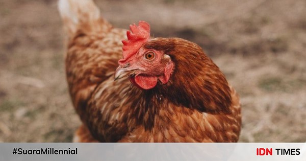 5 Fakta Tentang Ayam Ternyata Hewan Yang Pintar Lho