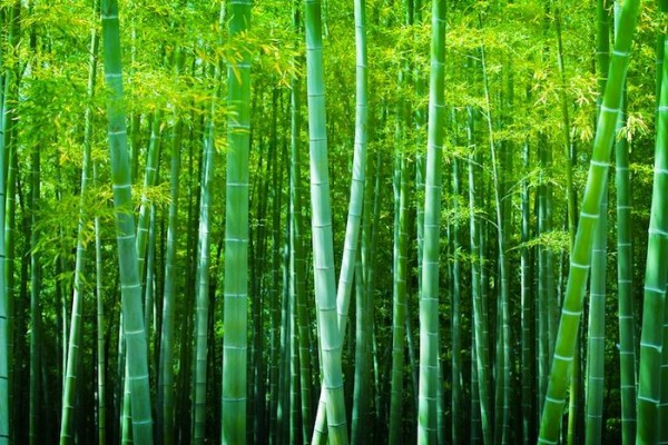 6 Fakta Keren Pohon Bambu Lebih Kuat dari Besi Lho 