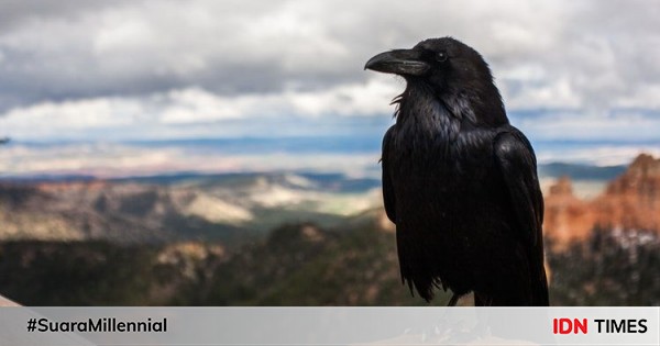 5 Fakta Unik Burung Gagak Si Pembawa Sial Yang Ternyata Cerdas