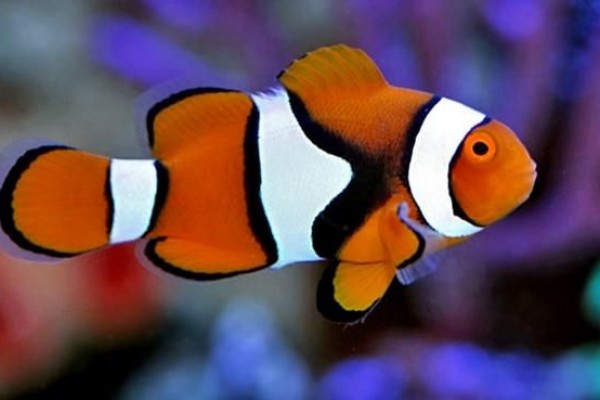 Terkenal Karena Film  Finding Nemo  Ini 5 Fakta Unik Ikan  Badut