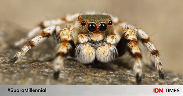 5 fakta unik laba-laba, hewan seram tapi menakjubkan