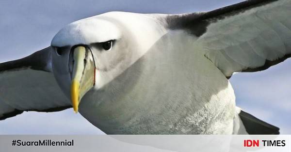 5 Fakta Albatros, Burung Dengan Sayap Terlebar Di Dunia