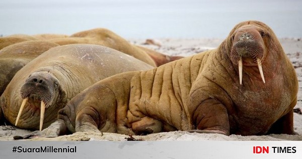 5 Fakta Unik Walrus Si Penyelam Bergading Yang Menakjubkan