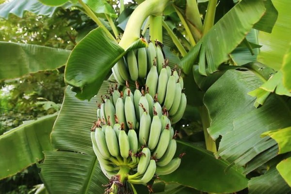 Cara membuat jus batang pohon pisang