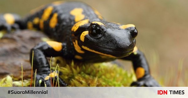 Mengenal Salamander  Hewan  Amfibi yang Mirip Kadal