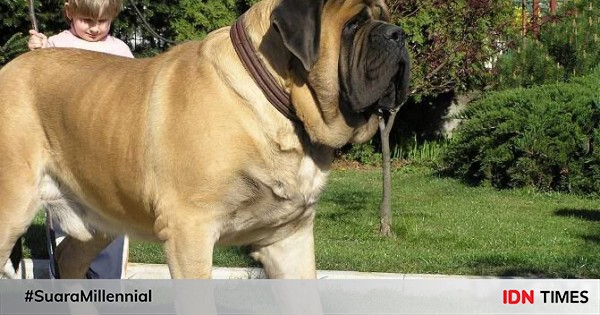 6 Fakta Anjing English Mastiff Anjing Terbesar Di Dunia