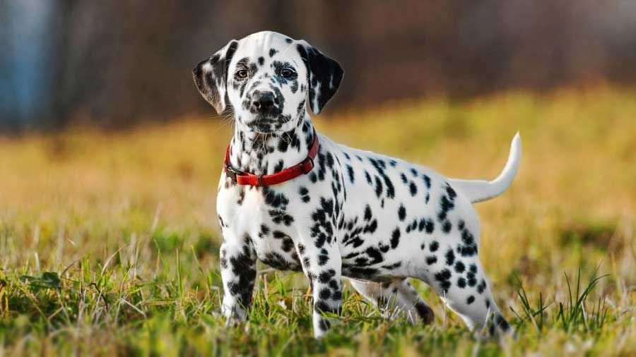 Mengenal Dalmatian Anjing Pintar Yang Punya Popularitas Mendunia