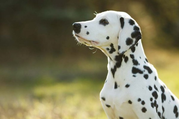 47+ Anjing dalmatian terbesar info