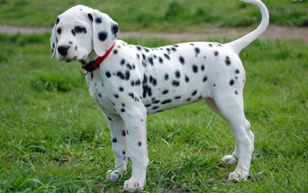 46++ Gambar anjing dalmatian information