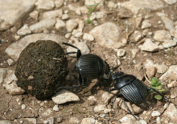 6 Fakta Menarik Kumbang Kotoran Serangga Terkuat Di Muka Bumi