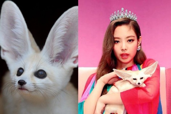 Kenalan Dengan Fennec Fox Yuk Si Rubah Imut Bertelinga Besar