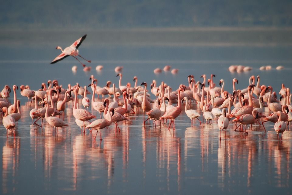 5 Fakta Menarik Burung Flamingo, Si Ramping Berwarna Pink