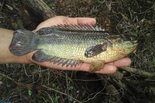 Gambar Ikan Papuyu Bakar Gambar Makanan