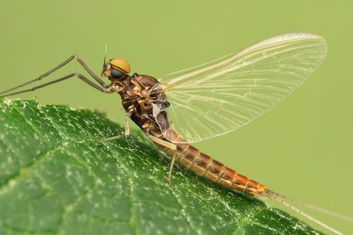 5 Fakta Unik Mayfly Hewan Yang Hidup Hanya Dalam Waktu 24 Jam