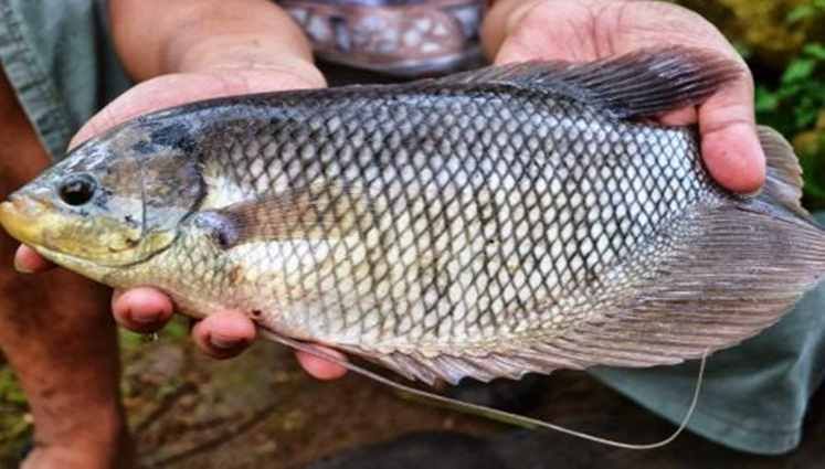 6 Kearifan Lokal Suku Dayak, ada yang Rasional dan Mistis lho