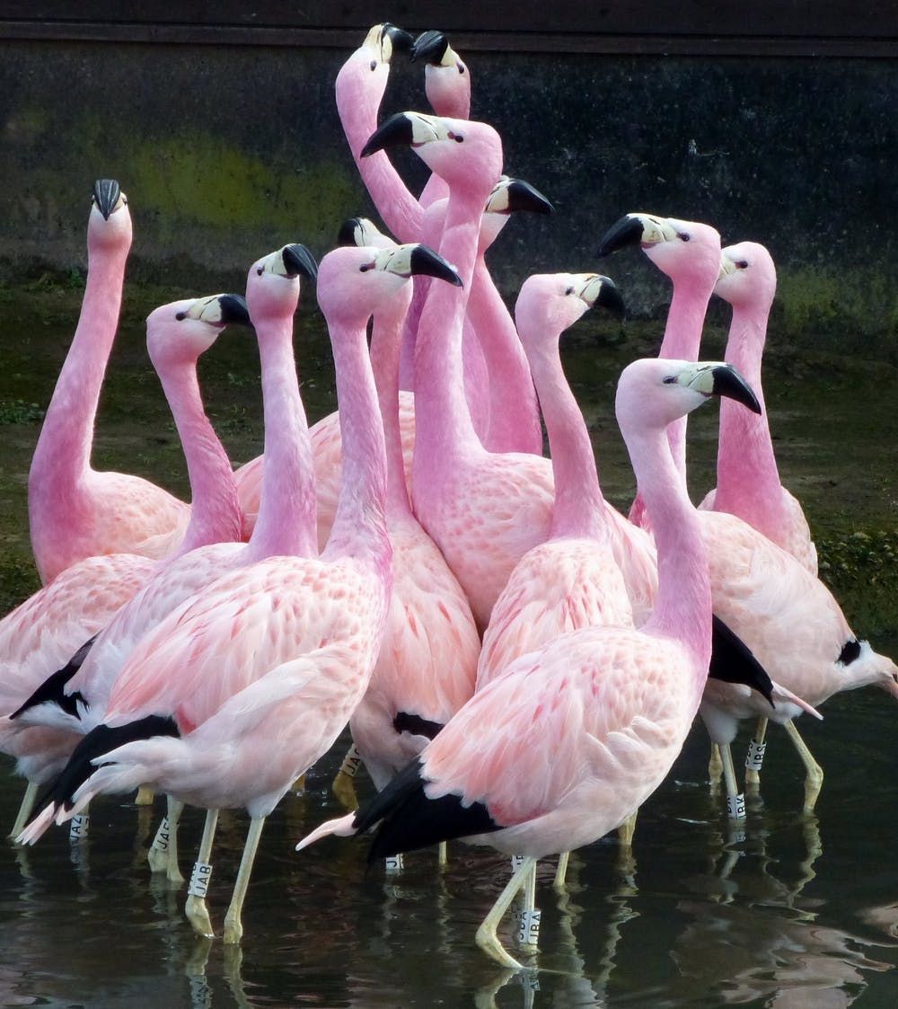 5 Fakta Menarik Burung Flamingo, Si Ramping Berwarna Pink