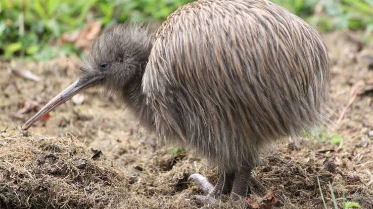 Download 560 Koleksi Gambar Fauna Kiwi  HD