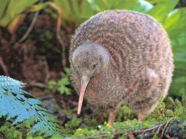 Download 560 Koleksi Gambar Fauna Kiwi  HD