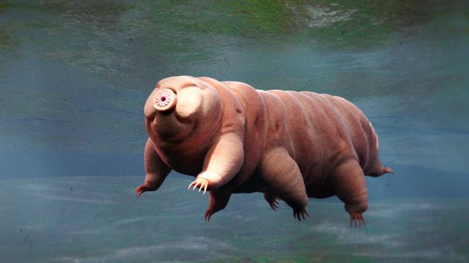 5 Fakta Tardigrada, Hewan yang Mampu Tetap Hidup Hingga Kiamat