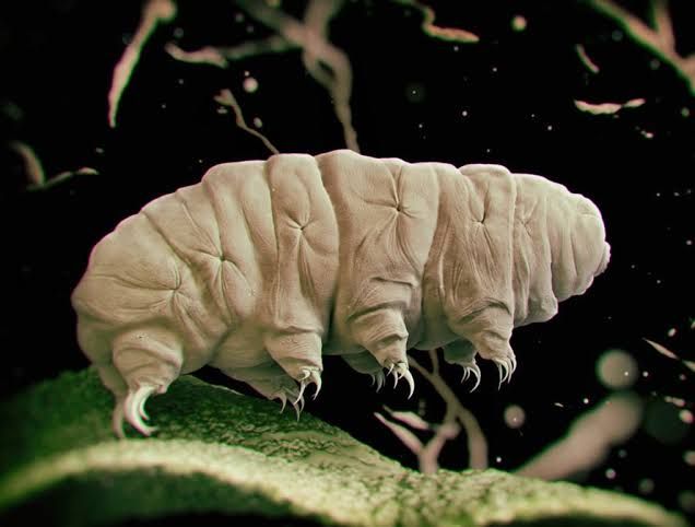 5 Fakta Tardigrada, Hewan yang Mampu Tetap Hidup Hingga Kiamat