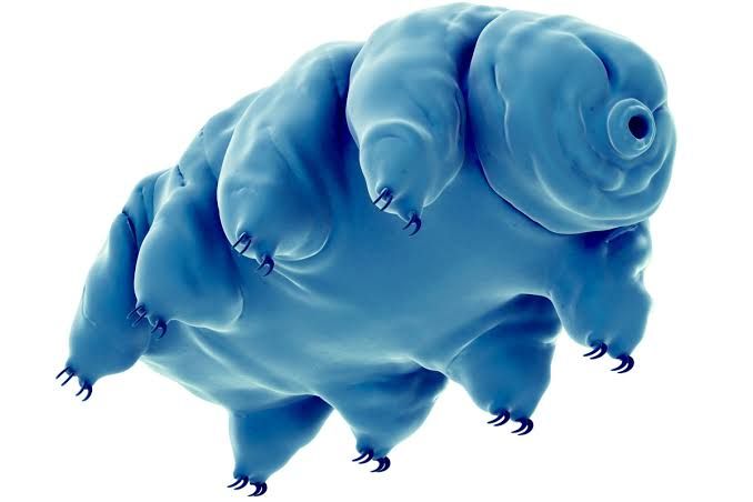 5 Fakta Tardigrada, Hewan yang Mampu Tetap Hidup Hingga Kiamat