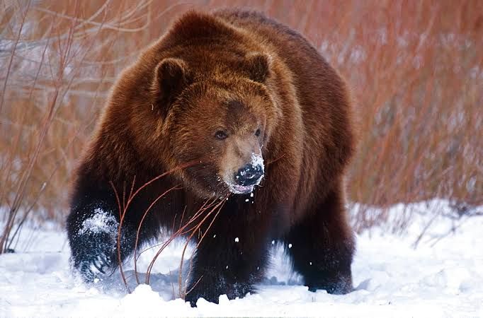 5 Fakta  Beruang Coklat Hewan  Buas  yang Terlihat Lucu