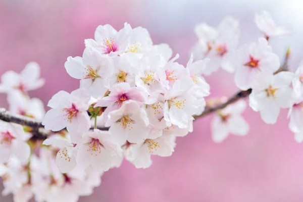 Terkeren 30 Gambar  Bunga  Sakura  Terkeren Gambar  Bunga  HD