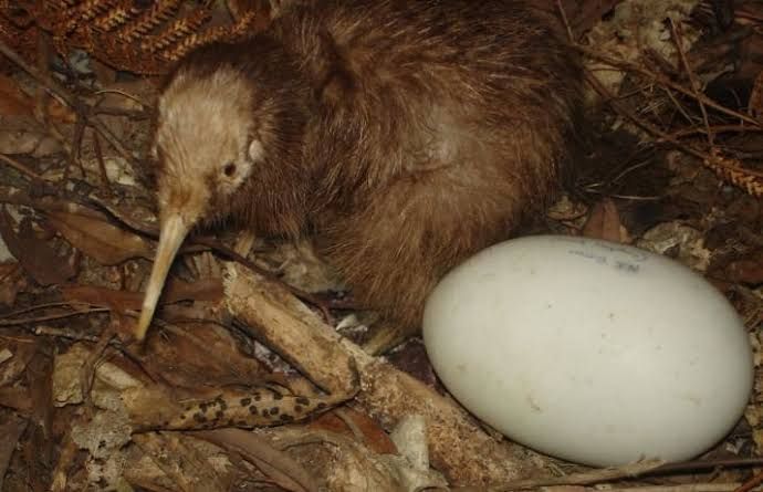 Download 560 Koleksi Gambar Fauna Kiwi  HD