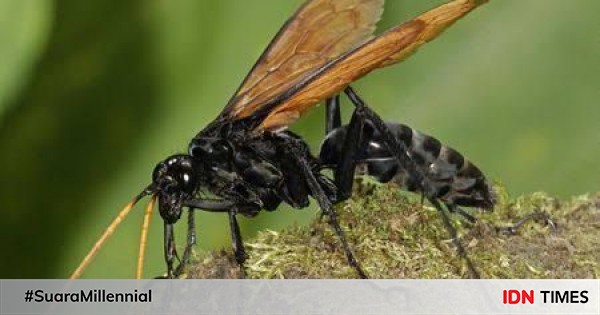 5 fakta tarantula hawk, serangga dengan sengatan berbahaya