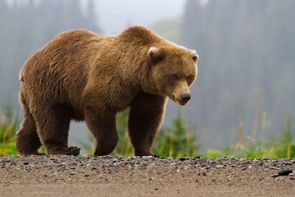 5 Fakta Beruang Coklat Hewan  Buas  yang Terlihat Lucu