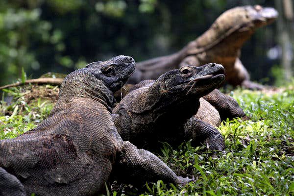 6 Fakta Unik Tentang Komodo Kadal  Raksasa Asal Indonesia