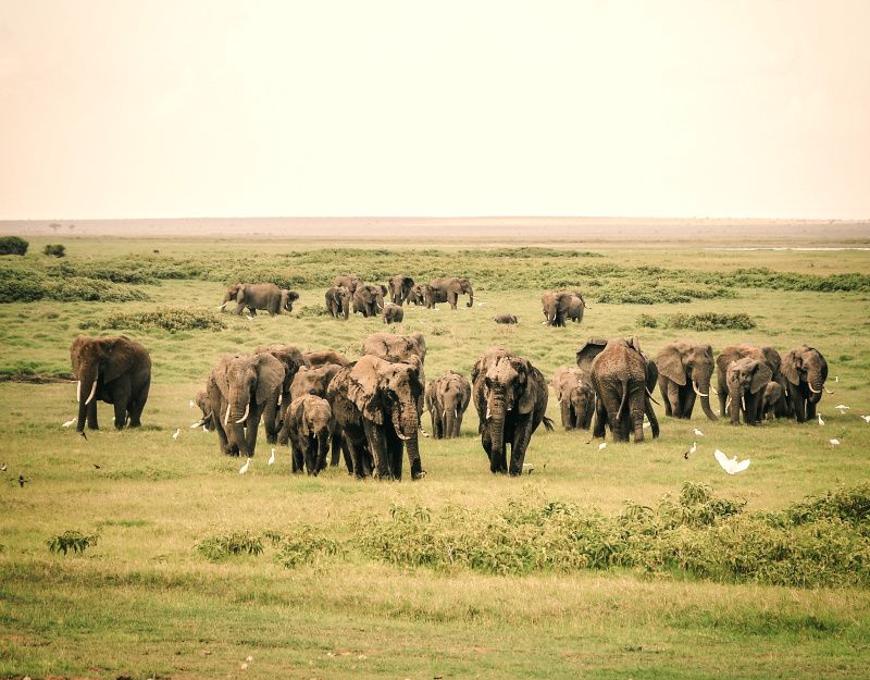 9 Fakta Unik Tentang Gajah, Hewan Raksasa yang Perasa