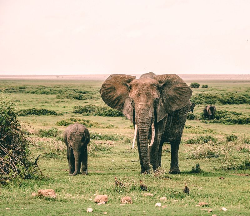 9 Fakta Unik Tentang Gajah Hewan  Raksasa yang  Perasa