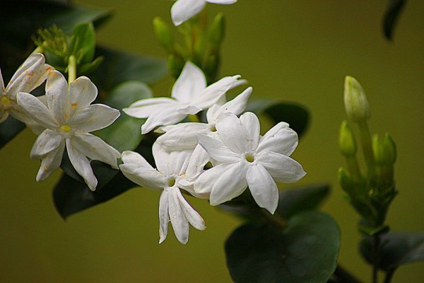 6 Fakta Menarik Melati Yang Jadi Bunga Nasional Indonesia