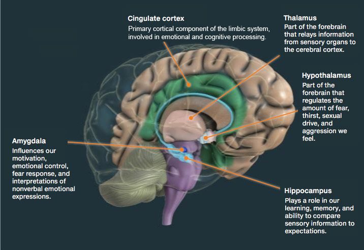 Mengenal Sistem Limbik, Bagian Otak yang Mengontrol Emosi & Perilaku
