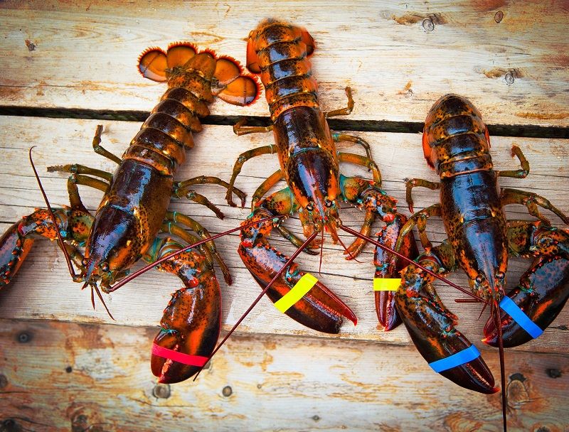 Menteri Susi Lepaskan Bibit Lobster Senilai Rp47 Miliar di Nusa Penida