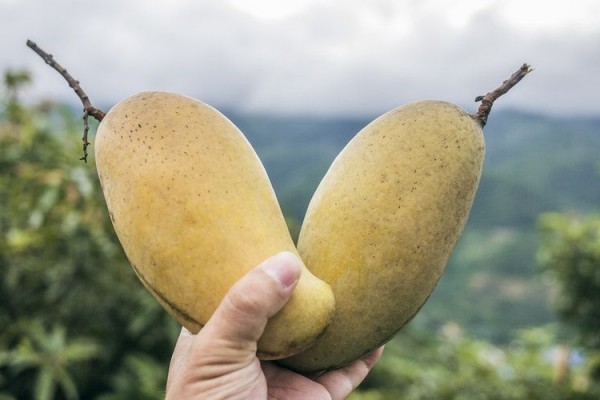 5 Manfaat Mangga Madu untuk Kesehatan, Bisa Atasi Gusi Berdarah!
