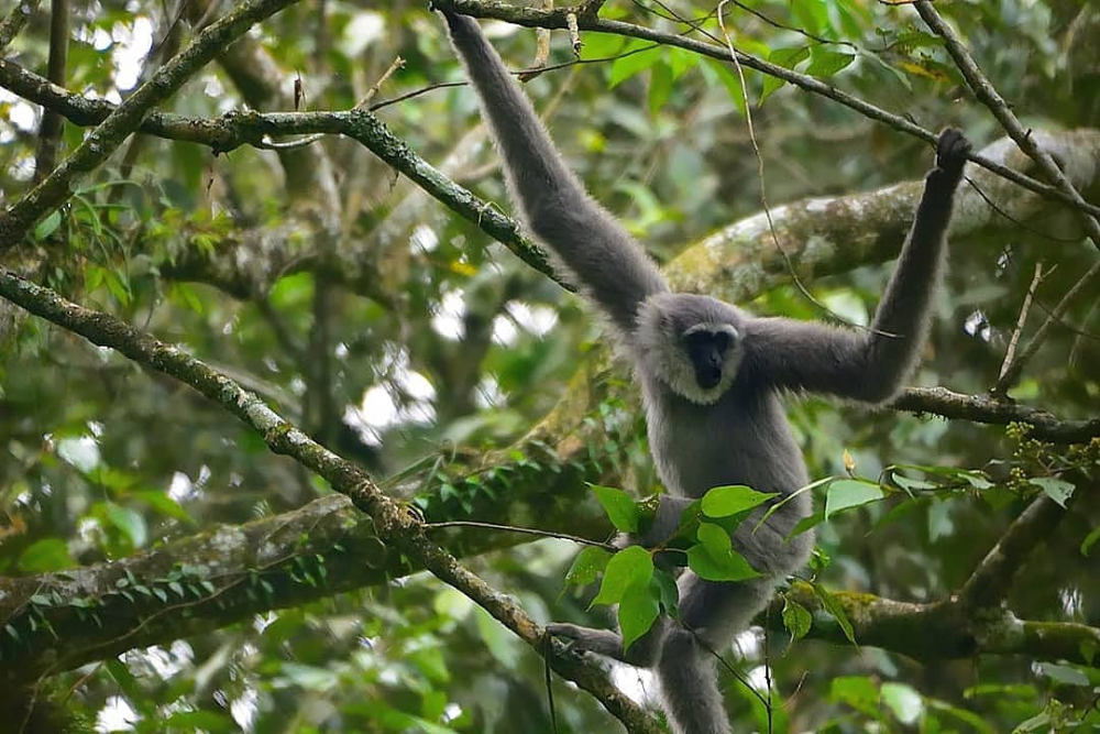 7 Fakta Owa Jawa Primata Asli Dari Pulau Jawa Yang Terancam Punah