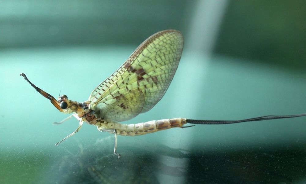 5 Fakta Unik Mayfly Hewan Yang Hidup Hanya Dalam Waktu 24 Jam