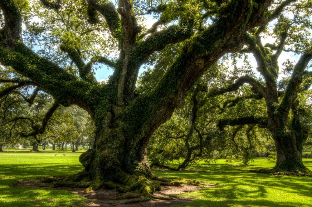 5 Fakta Unik Pohon Oak Pohon Tertua Dalam Sejarah Mitologi Eropa