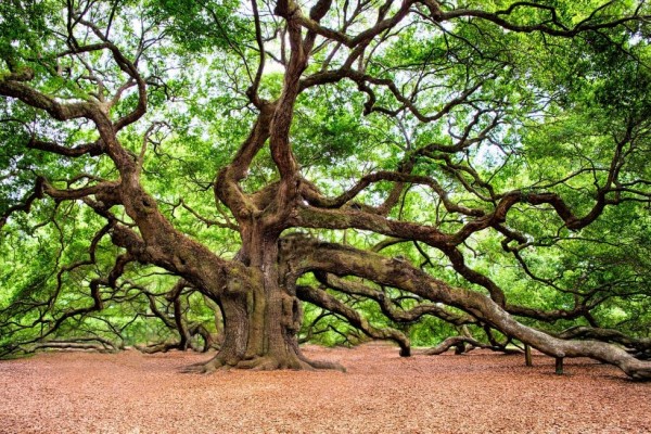 5 Fakta Unik Pohon Oak, Pohon Tertua dalam Sejarah Mitologi Eropa