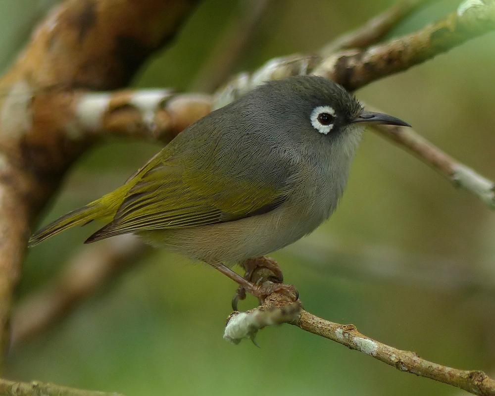 5 Burung Asli Dari Mauritius Yang Langka Dan Menarik