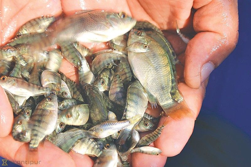 Peringati Hari Air Sedunia, PDAM Kulon Progo Lepas Ribuan Bibit Ikan