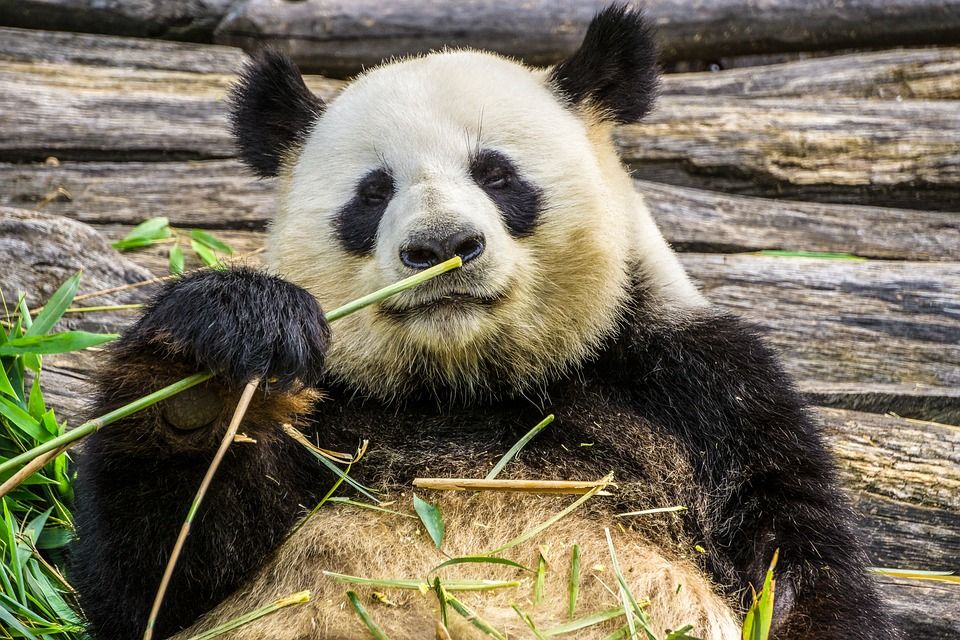 Serba Serbi Panda Hewan Mamalia Yang Menggemaskan Asal China
