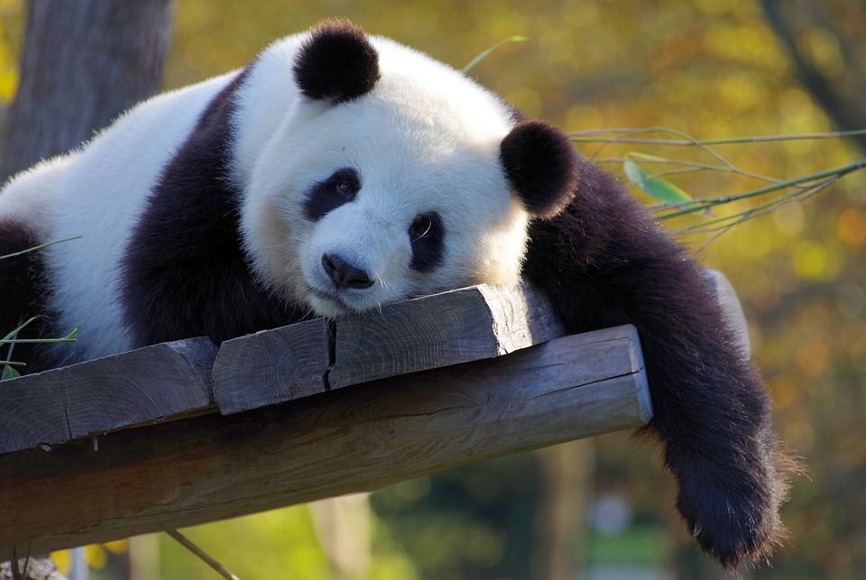 48++ Gambar hewan lucu panda release