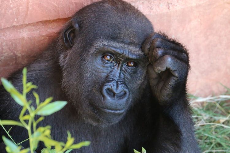 6 Fakta Terkini Primata di Indonesia, Status Mengkhawatirkan Lho