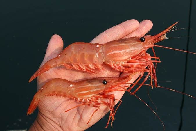 6 Fakta Menarik Udang Hewan Kecil Yang Kerap Ada Di Olahan Seafood