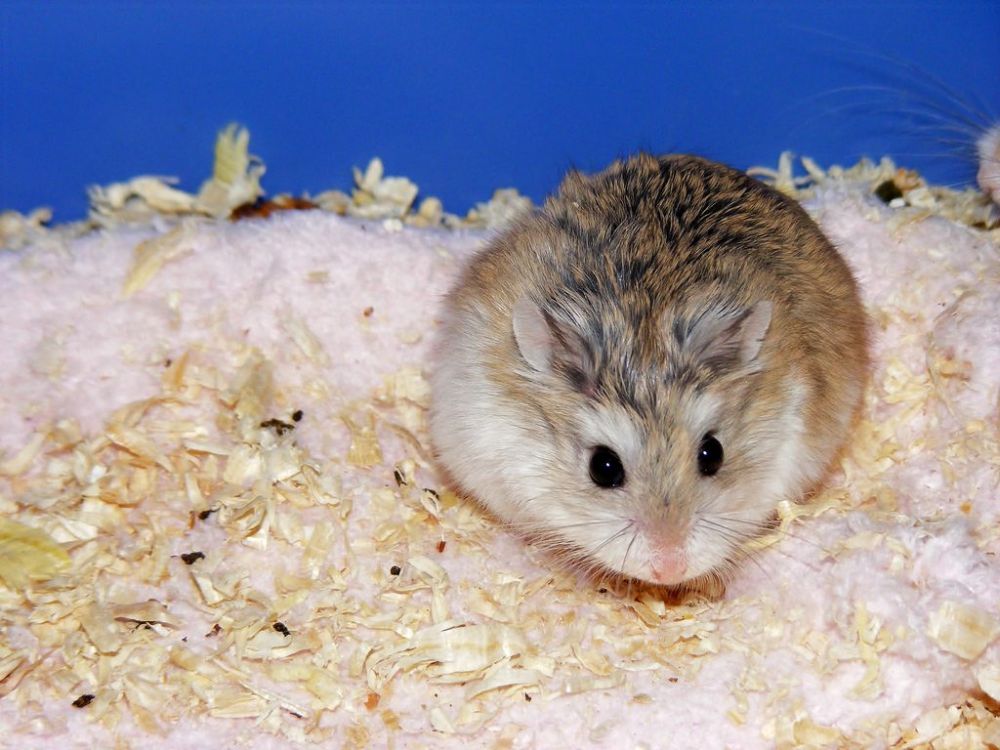 6 Fakta Menarik Seputar Hamster Si Mungil Yang Menggemaskan