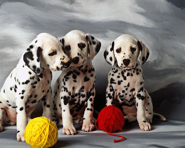 Mengenal Dalmatian Anjing Pintar Yang Punya Popularitas Mendunia